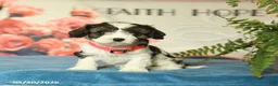 Cavapoo dogs for sale: Minnie - Ad 1
