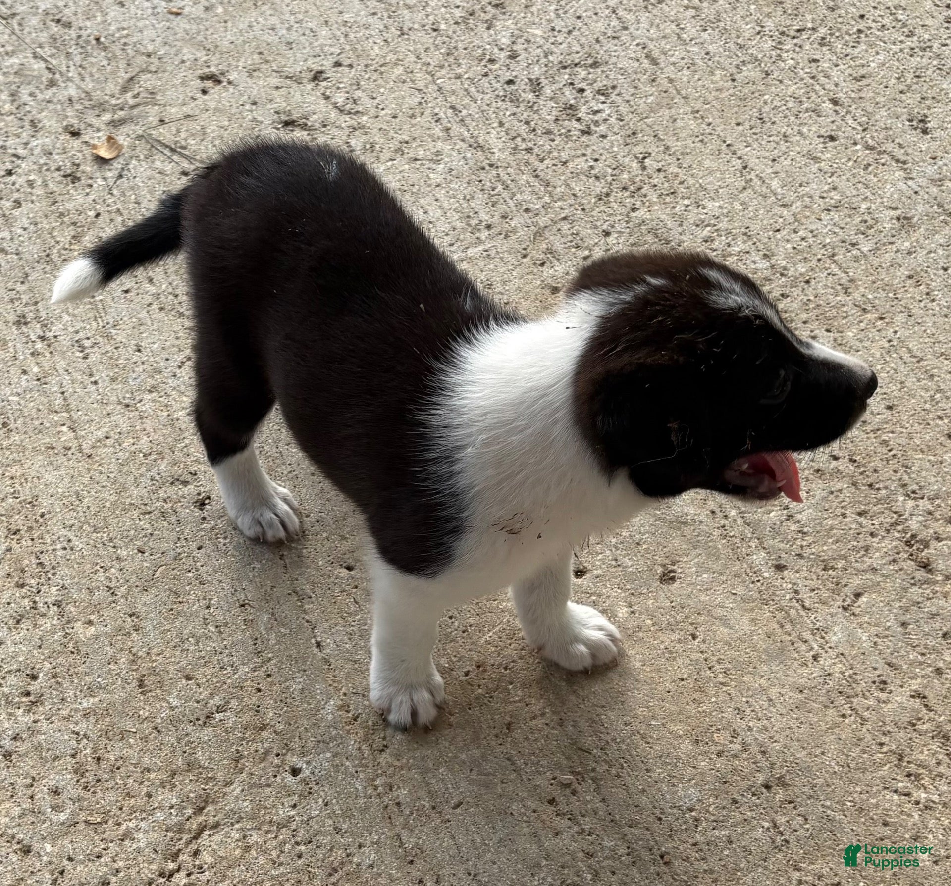 Border Collie (Border Collie, Male) in Homestead, FL