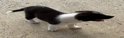 Border Collie dogs for sale: Border Collie 1 - Ad 1