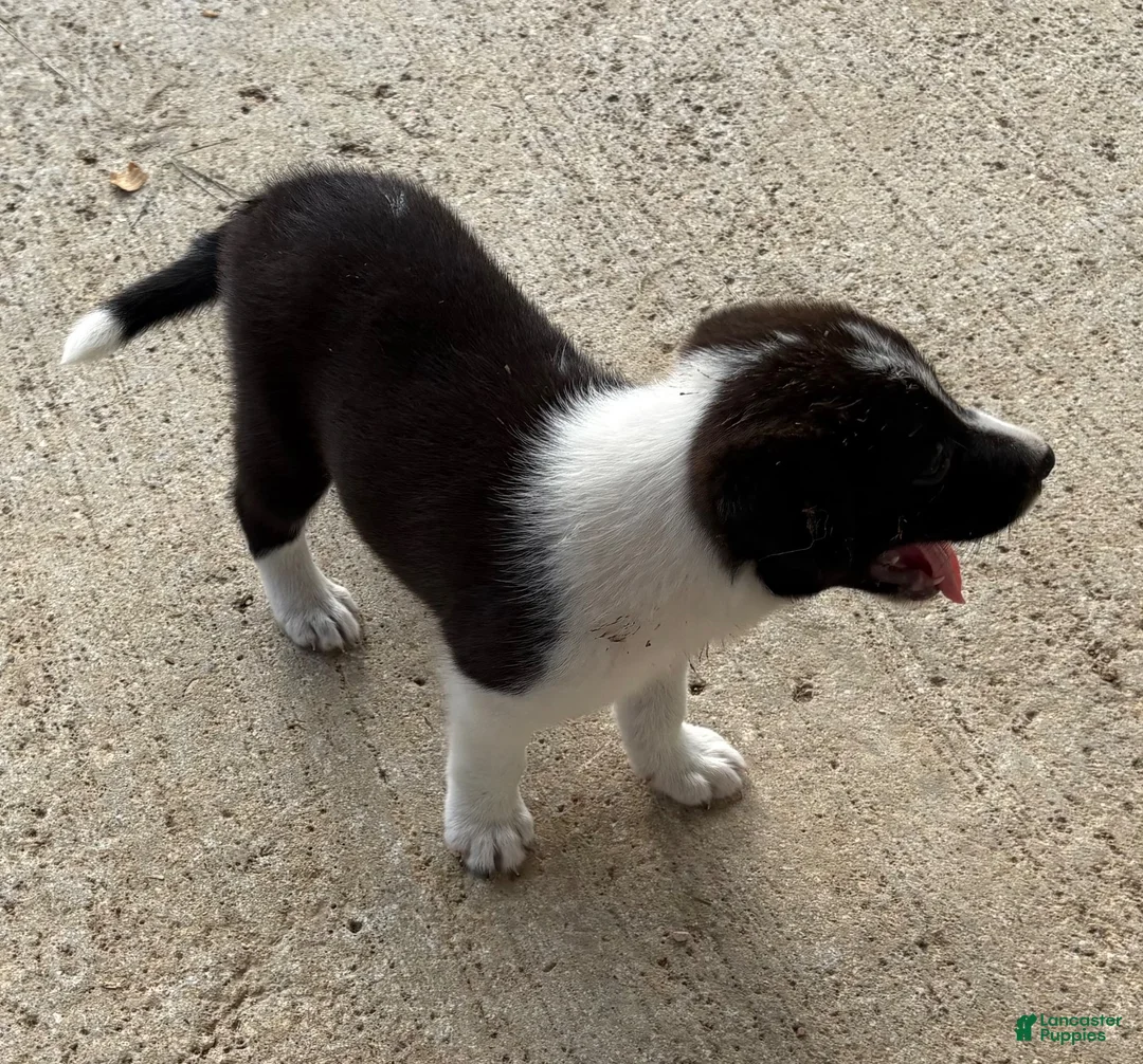 Border Collie dogs for sale: Border Collie 1 - Ad 1