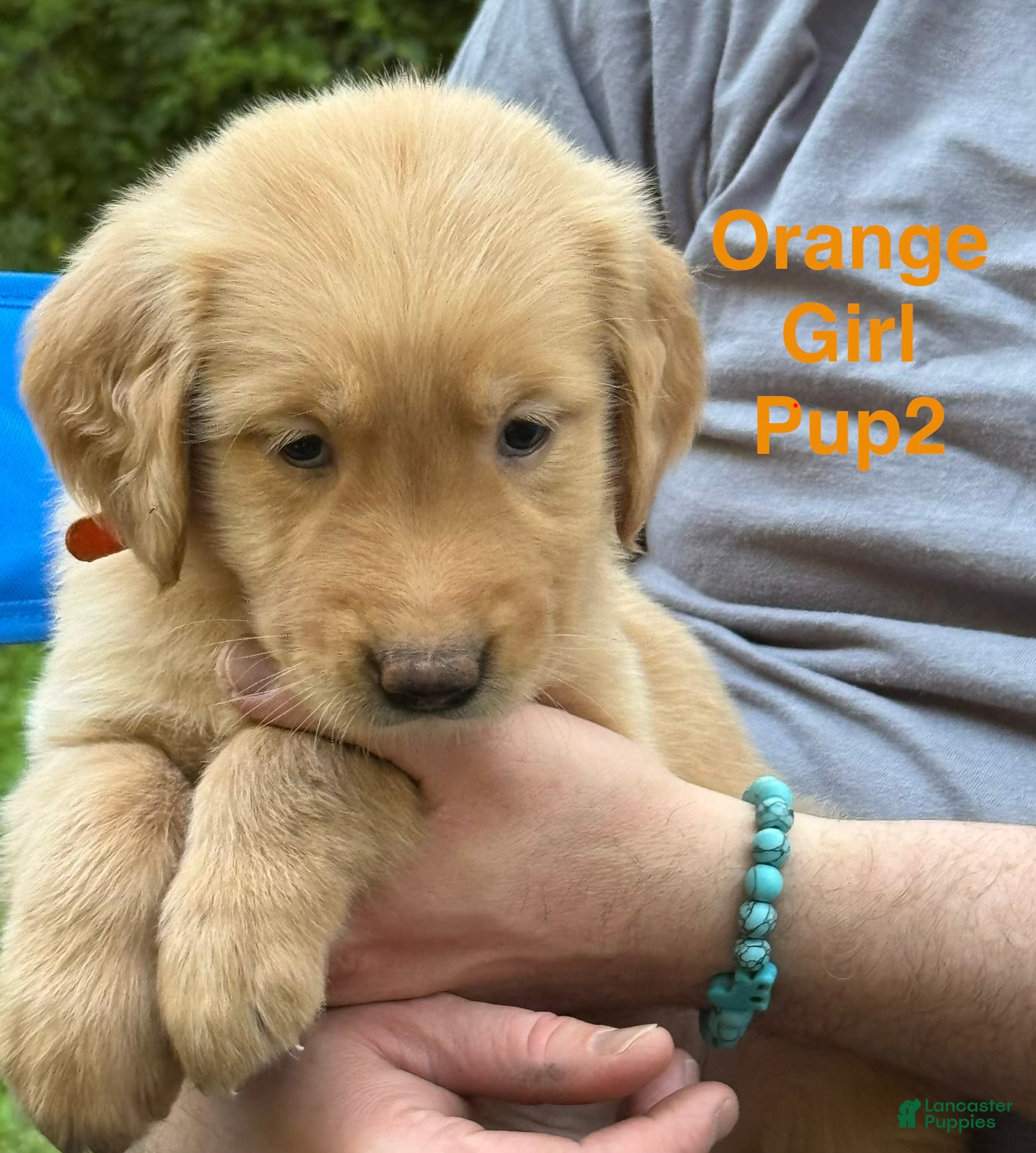 Golden Retriever dogs Orange Girl - Ad 1