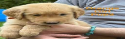 Golden Retriever dogs for sale: Orange Girl - Ad 1