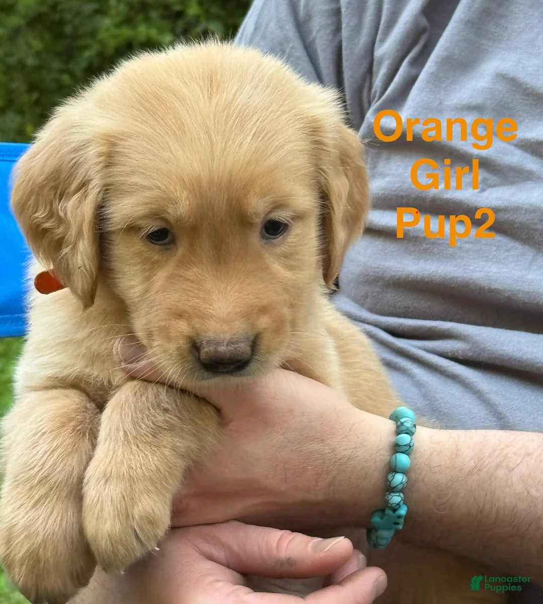 Golden Retriever dogs for sale: Orange Girl - Ad 1