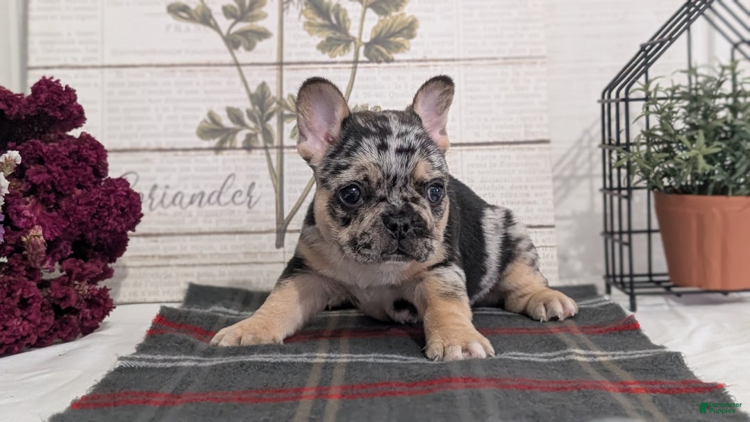 French Bulldog dogs for sale: Shiloh - Ad 8