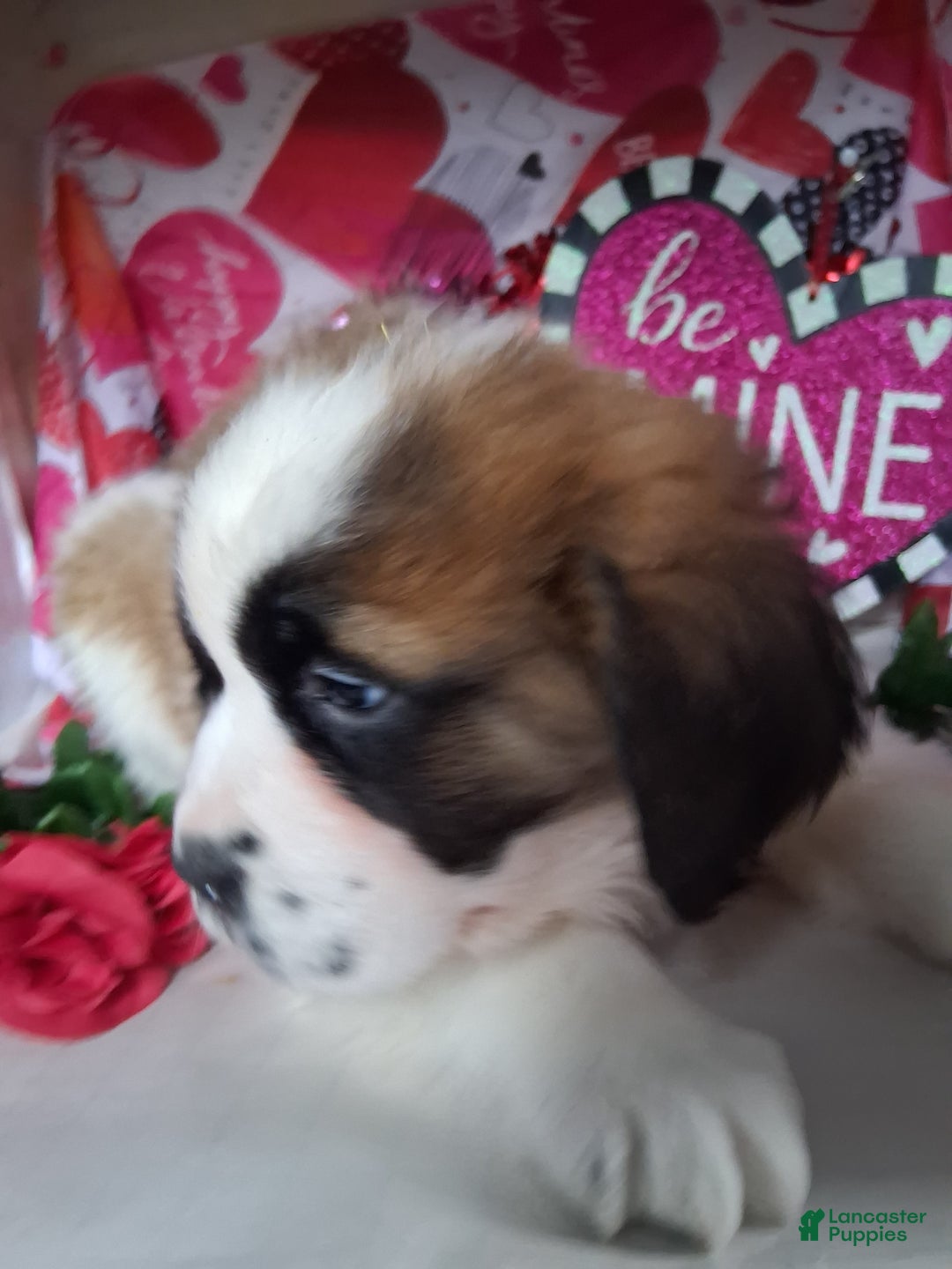 Saint Bernard dogs for sale: Maggy Longhair  - Ad 4