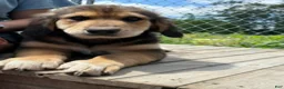 Mixed Breed dogs for sale: Sir Barks - Ad 5