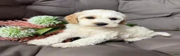 Cockapoo dogs for sale: Benji  - Ad 3