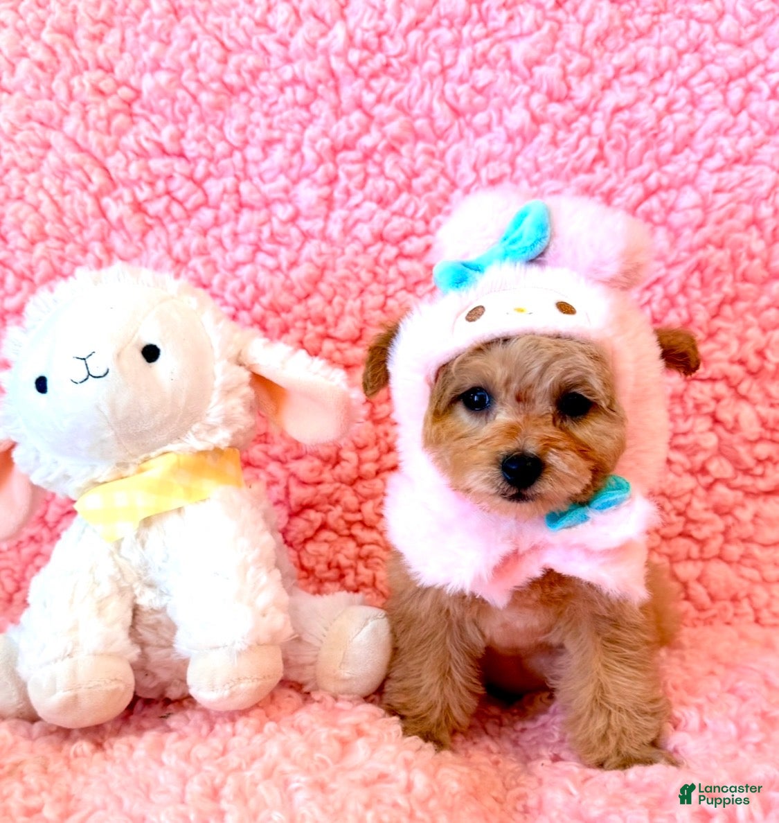 Toy Poodle dogs Melody tiny toy - Ad 2