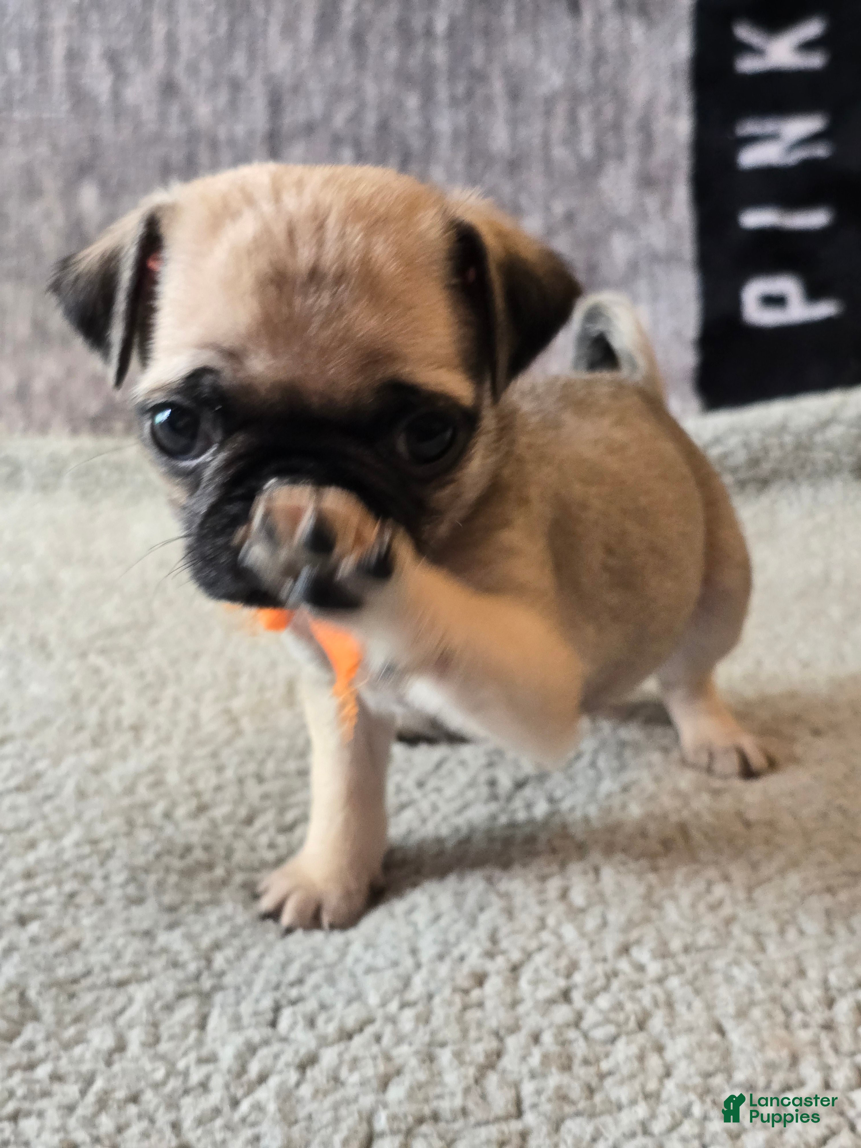 Pug dogs Pug Puppy 6  - Ad 1