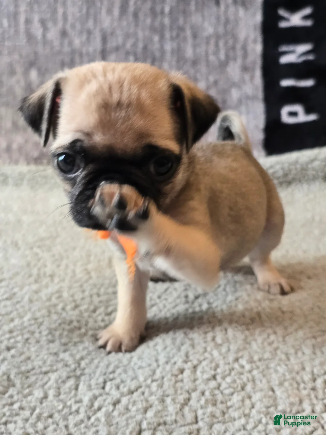Pug dogs for sale: Pug Puppy 6  - Ad 1