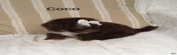 Mini Bernedoodle dogs for sale: Mini Bernedoodle 5 - Ad 4