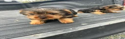 Yorkshire Terrier dogs for sale: Dave - Ad 4