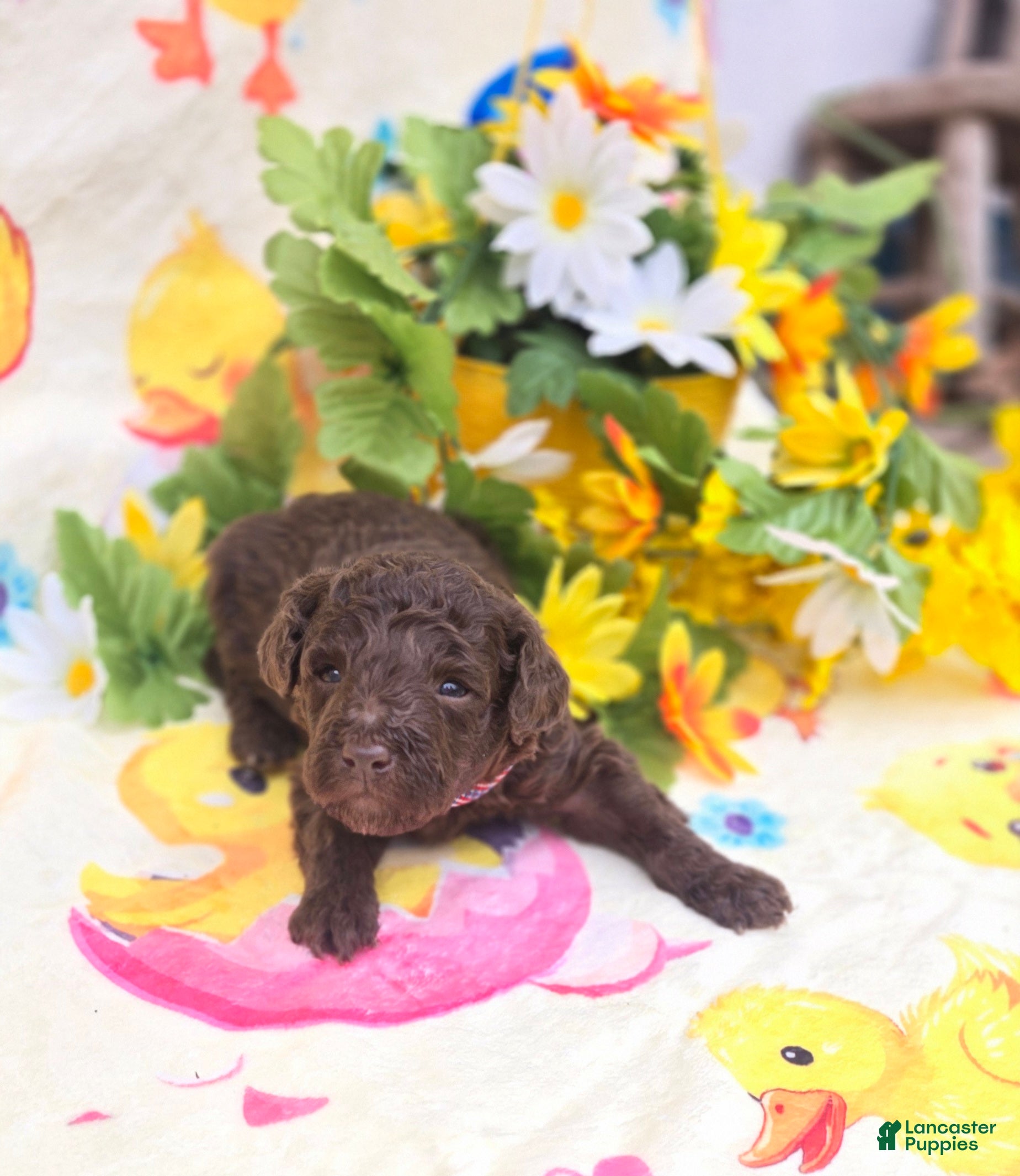 Mini Goldendoodle dogs Alfie - Ad 17