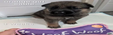 Sable