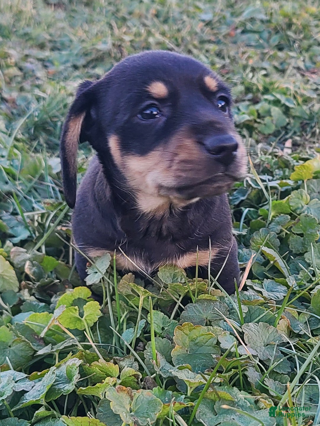 Miniature Dachshund dogs for sale: Fido - Ad 7