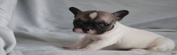 French Bulldog dogs for sale: HAZEL - Ad 1