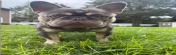French Bulldog dogs for stud: Rylo - Stud Hire - Ad 3