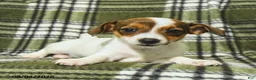 Jack Russell Terrier dogs for sale: Marley - Ad 5
