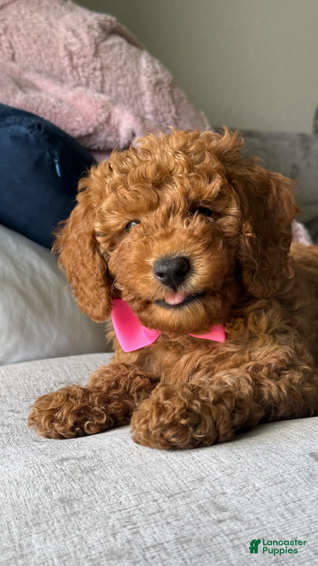 Miniature Poodle dogs for sale: Girlie - Ad 2