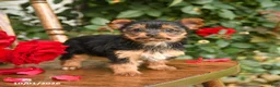 Yorkshire Terrier dogs for sale: Wanda - Ad 3
