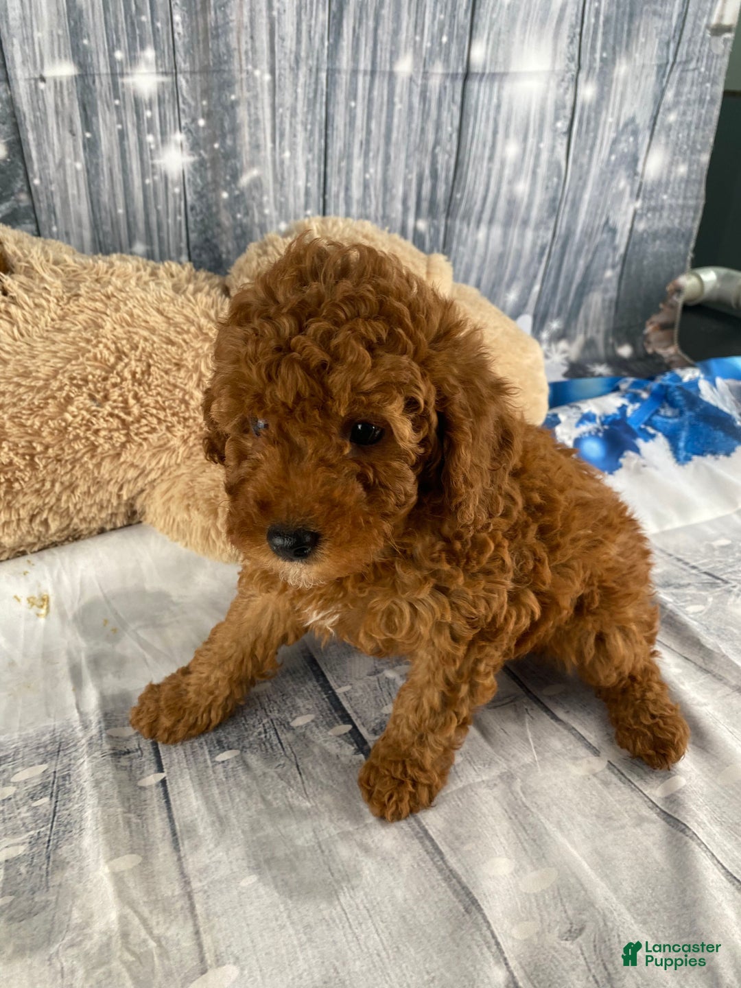Miniature Poodle dogs for sale: Apollo - Ad 6