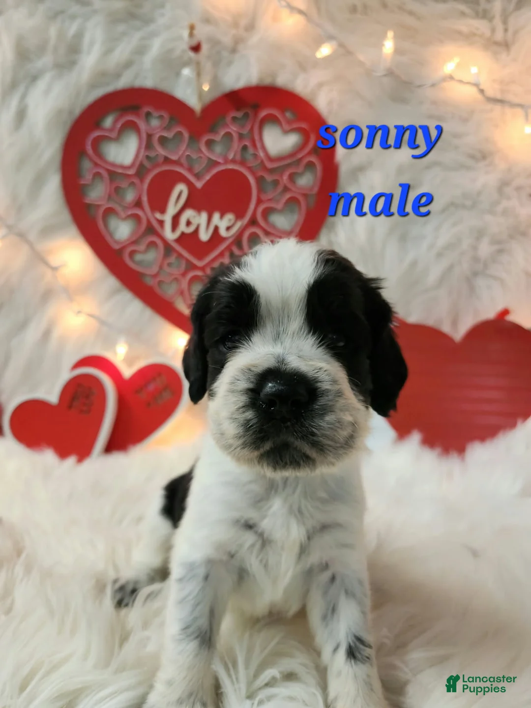 English Springer Spaniel dogs for sale: Sonny - Ad 1