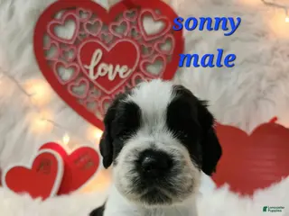 English Springer Spaniel dogs Sonny - Ad 9