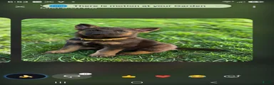 Gerberian Shepsky 1