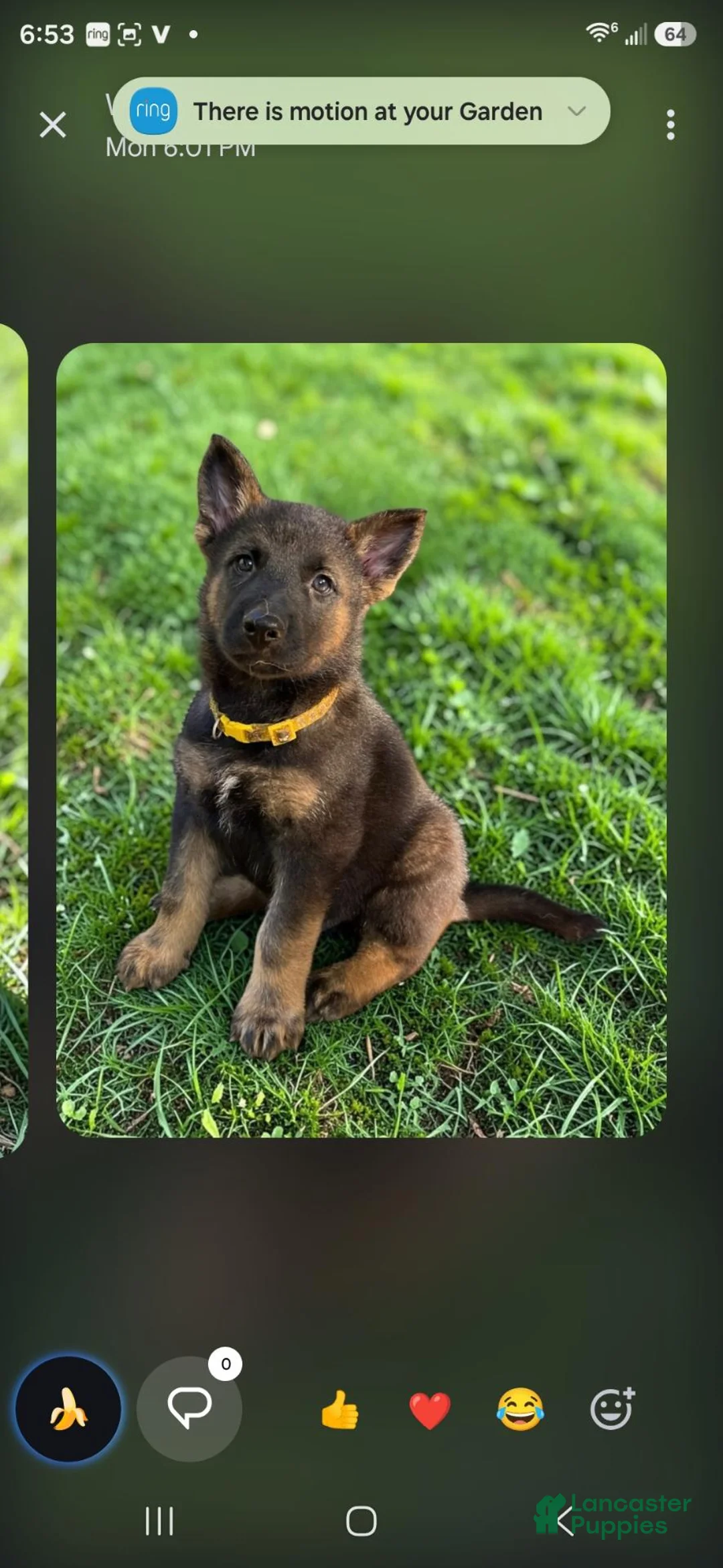 Gerberian Shepsky dogs for sale: Gerberian Shepsky 1 - Ad 1
