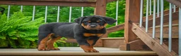 Rottweiler dogs for sale: Baron🐾💙 - Ad 9