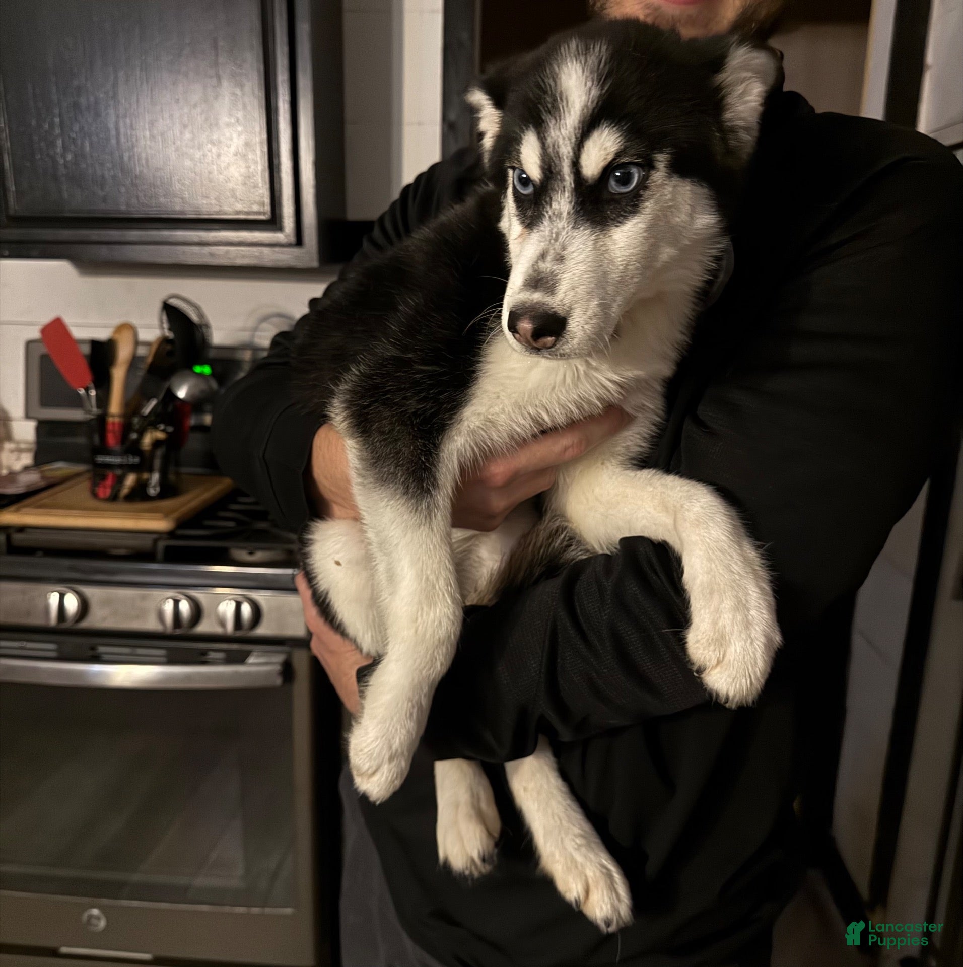 Pomsky dogs for sale: Eden - Ad 33