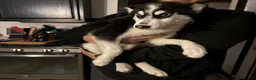 Pomsky dogs for sale: Eden - Ad 1