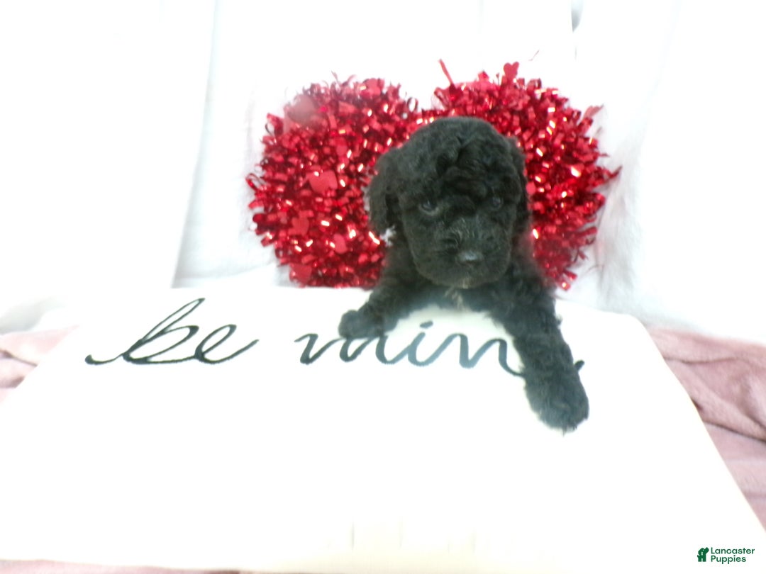 Goldendoodle dogs for sale: Boyd - Ad 1