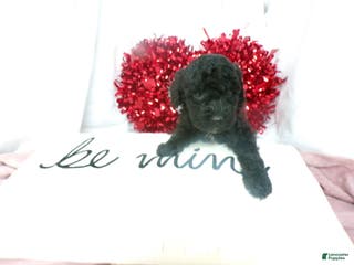 Goldendoodle dogs Boyd - Ad 17