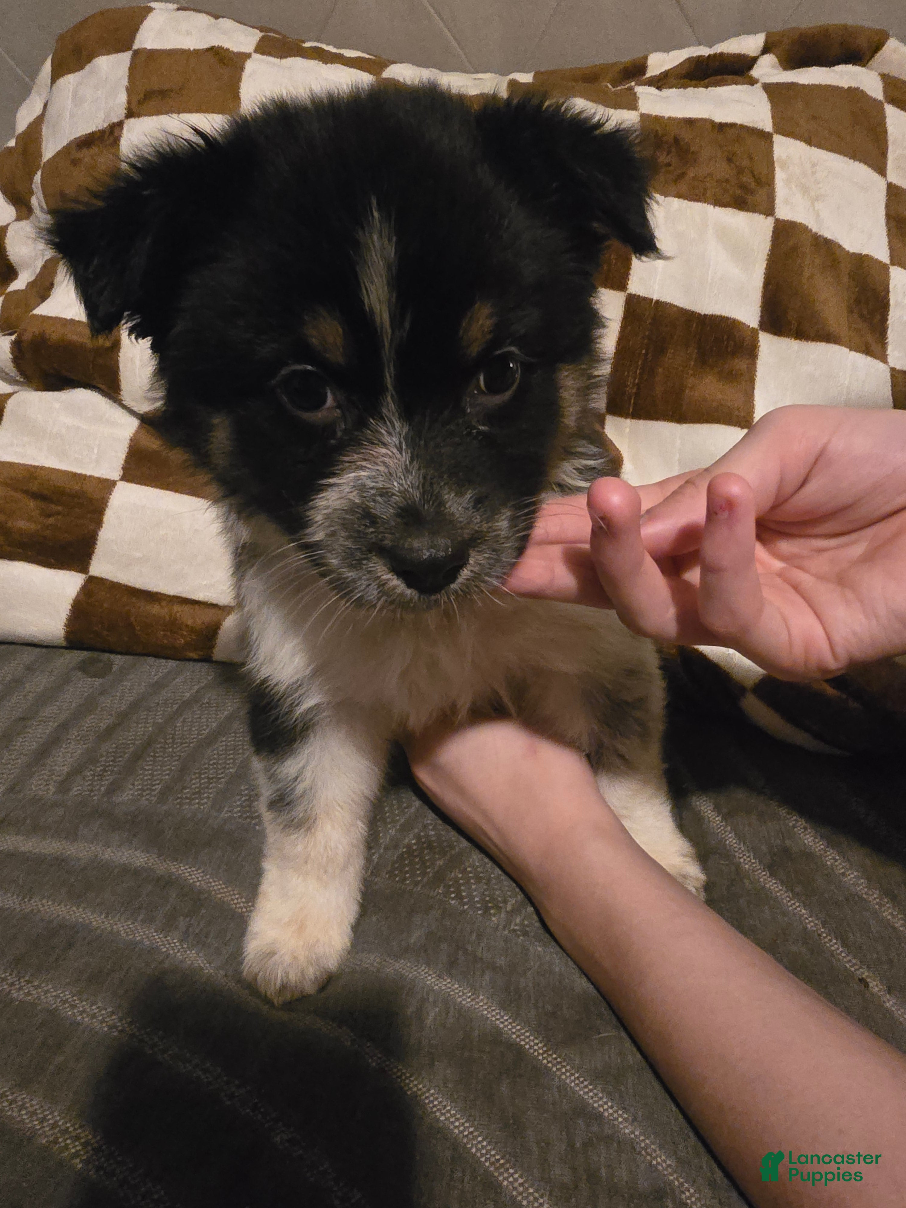 Australian Shepherd dogs Female 2 - Ad 5