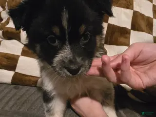 Australian Shepherd dogs Female 2 - Ad 5