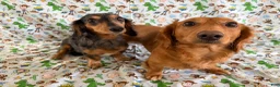 Miniature Dachshund dogs for sale: Woody - Ad 3
