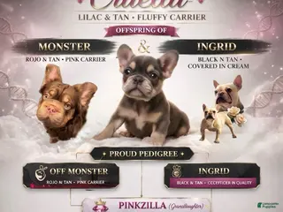 French Bulldog dogs French Bulldog Puppy 5 - Ad 4