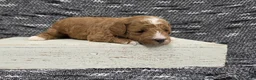 Miniature Poodle dogs for sale: Cooper - Ad 7