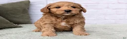 Mini Goldendoodle dogs for sale: Louie - Ad 4