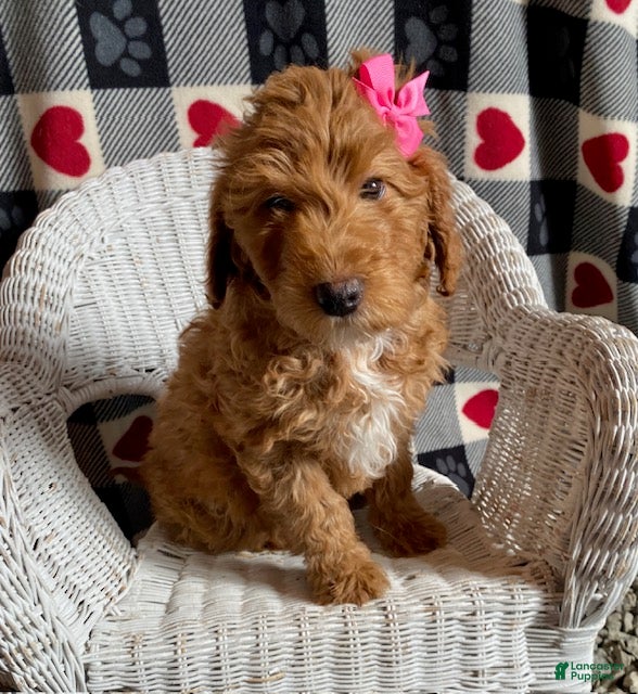 Mini Goldendoodle dogs Cupcake - Ad 16