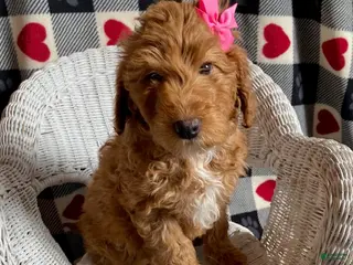 Mini Goldendoodle dogs Cupcake - Ad 16