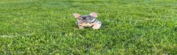French Bulldog dogs for sale: Moose - Ad 2