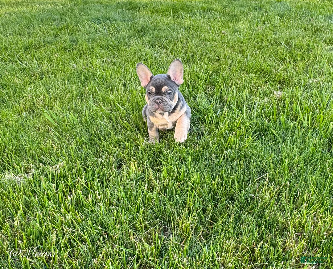 French Bulldog dogs for sale: Moose - Ad 2