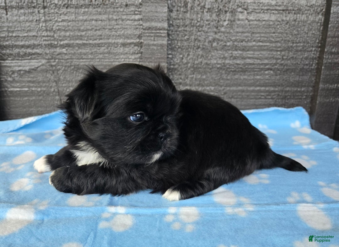 Pekingese dogs for sale: Gomez  - Ad 3