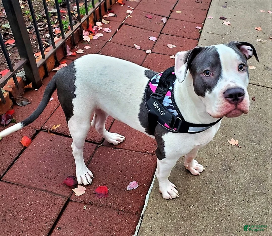 Mixed Breed dogs for sale: "BIGGIE SMALLZ" - Ad 11