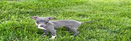 Italian Greyhound dogs for sale: Sydney  - Ad 10