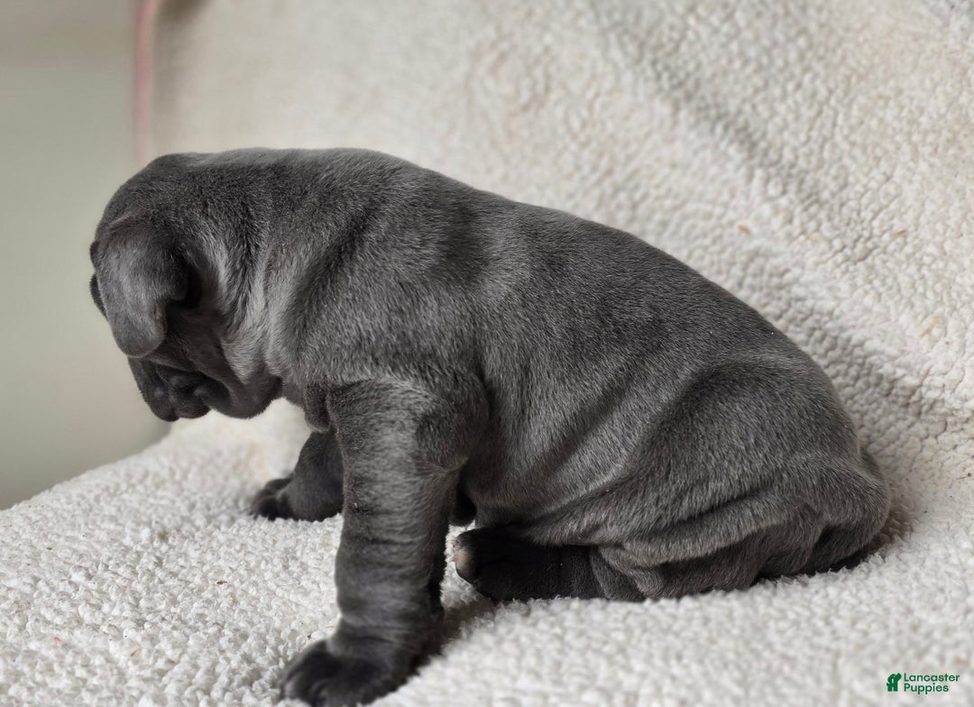 Cane Corso dogs for sale: Cane Corso Puppy 1 - Ad 9