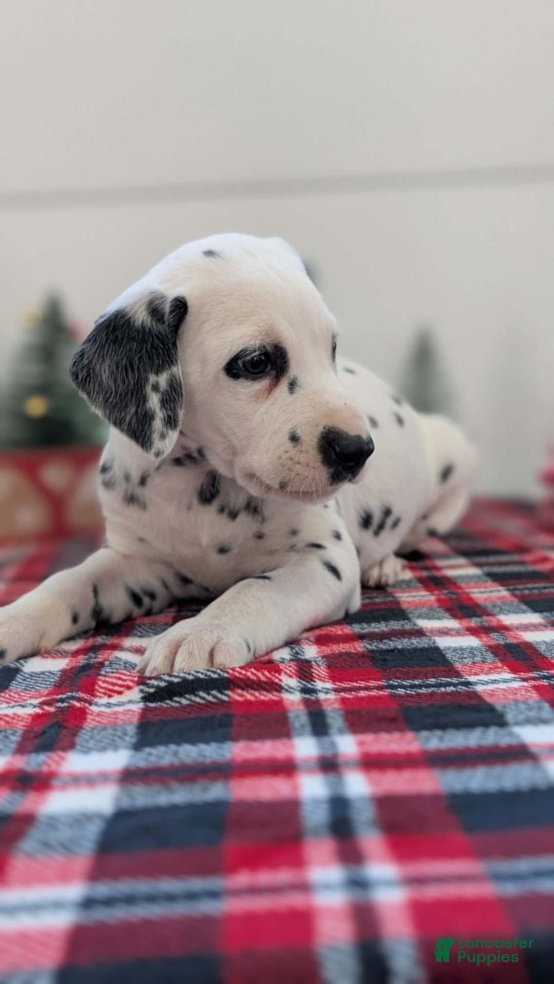 Dalmatian dogs for sale: Barney - Ad 3