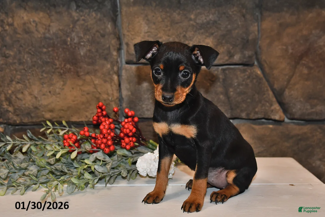 Miniature Pinscher dogs for sale: Annie - Ad 4